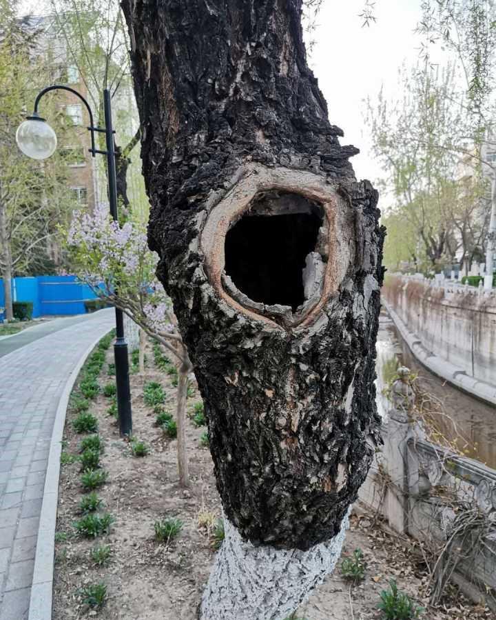 清华贫困生的“树洞”刷屏