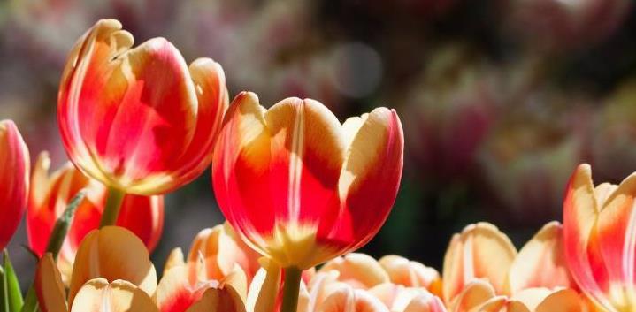 丰县生育八孩女子事件调查和处理情况