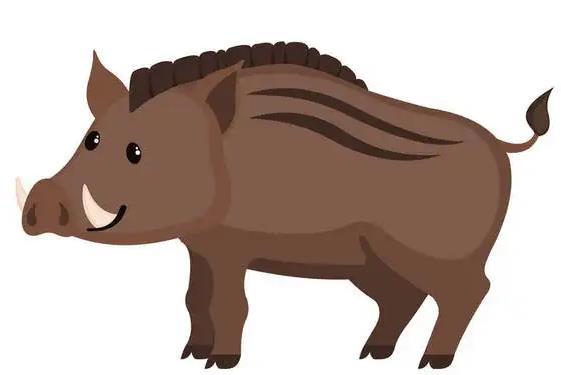 南京求投喂野猪被扎10针麻醉剂才晕倒