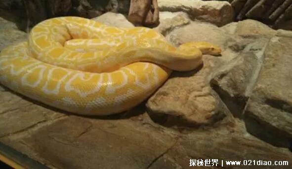 1999年秦岭蟒蛇渡劫事件,将少年男性作为祭品(吞噬后飞升成龙)