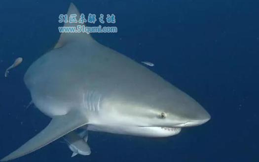 亚马逊河十大杀手盘点,刺鲶排第一杀伤力极大