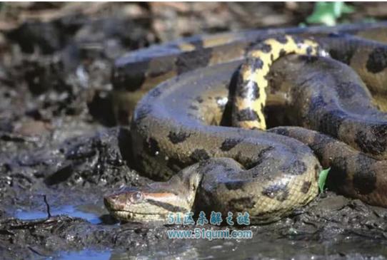 亚马逊河十大杀手盘点,刺鲶排第一杀伤力极大