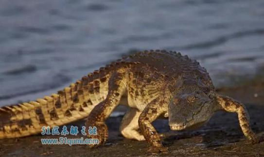 亚马逊河十大杀手盘点,刺鲶排第一杀伤力极大