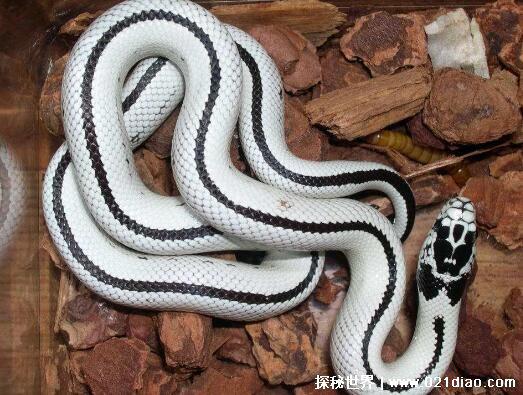 四种世界上最萌的蛇，牛奶蛇据说会偷喝牛奶(许多农场会养)
