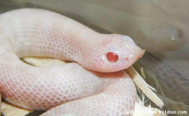 四种世界上最萌的蛇，牛奶蛇据说会偷喝牛奶(许多农场会养)