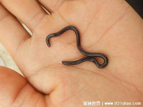 四种世界上最萌的蛇，牛奶蛇据说会偷喝牛奶(许多农场会养)