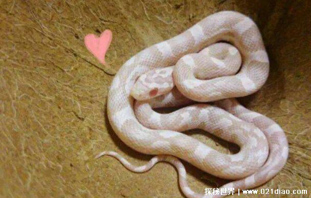 四种世界上最萌的蛇，牛奶蛇据说会偷喝牛奶(许多农场会养)