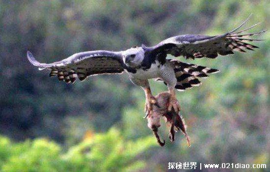 人类曾经的天敌，恐猫专门以古人类为食物(还有一些则活到现在)