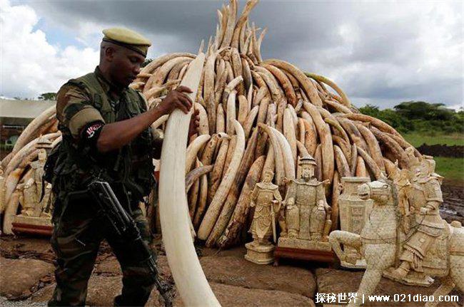 三星堆超120根象牙，蜀人用象牙祭祀(古代神话)