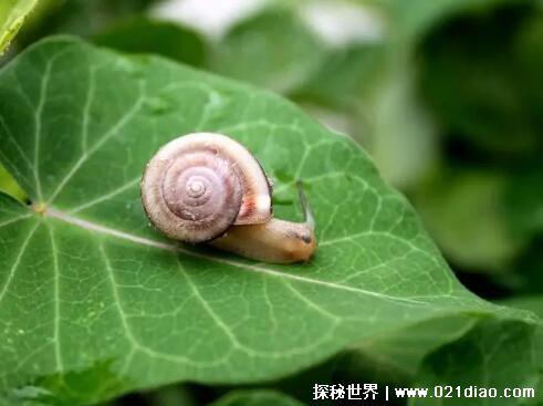 蜗牛会吸血吗，不会(体内的寄生虫处理不当会进入人体)