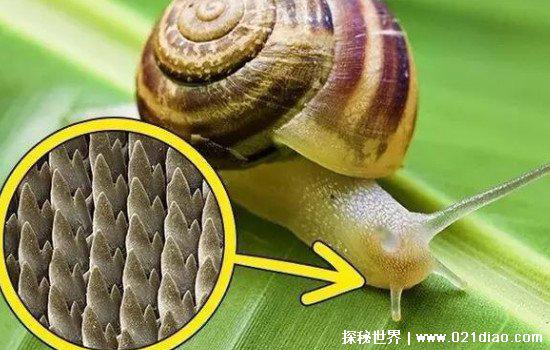 蜗牛有多少颗牙齿，14175颗(世界上牙齿最多的动物/附放大图片)