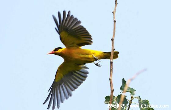 动物尾巴的作用有哪些，保持平衡/当做武器/表达感情