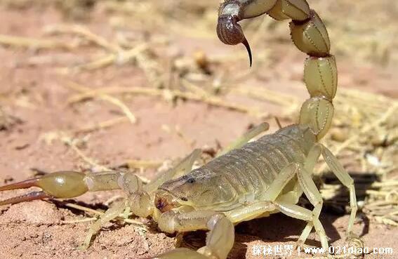 动物尾巴的作用有哪些，保持平衡/当做武器/表达感情