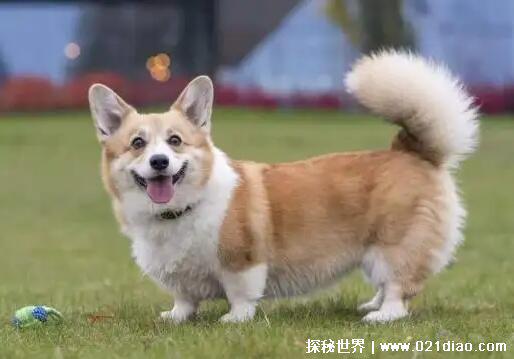 动物尾巴的作用有哪些，保持平衡/当做武器/表达感情