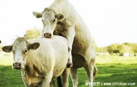 小母牛坐灯泡什么意思，牛逼闪闪(网络歇后语/一般用来嘲讽)