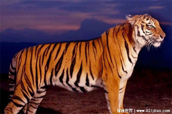 老虎能打败霸王龙吗，打不过(实力差距大)