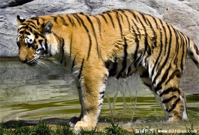 老虎能打败霸王龙吗，打不过(实力差距大)