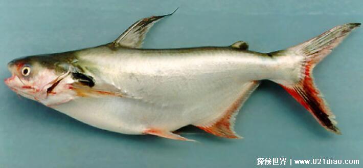 鱼的记忆真的只有7秒吗,科学证明并非只有七秒(至少三天以上)