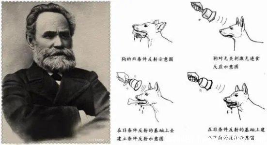 巴甫洛夫的狗是什么意思，形容某人反应不经过大脑