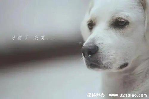 巴甫洛夫的狗是什么意思，形容某人反应不经过大脑