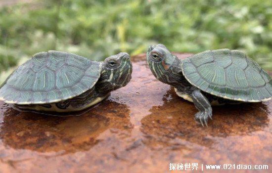 乌龟记仇的表现，抗拒投喂的食物/四肢晃动厉害想咬人