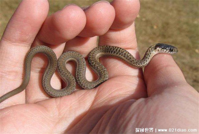 真足蛇是什么，如今所有蛇类的祖先(爬行动物)