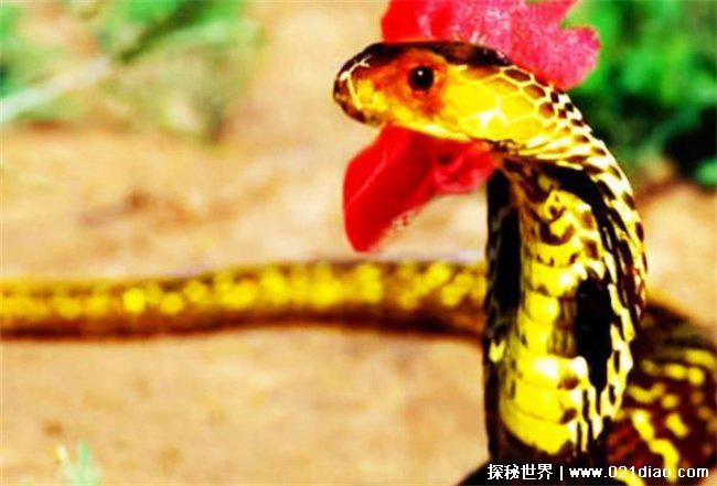 真足蛇是什么，如今所有蛇类的祖先(爬行动物)