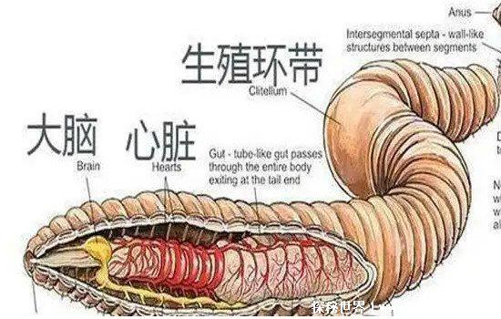 世界上谁的心脏最多，蚯蚓有五个心脏(章鱼也有三个心脏)