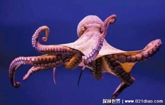 世界上谁的心脏最多，蚯蚓有五个心脏(章鱼也有三个心脏)