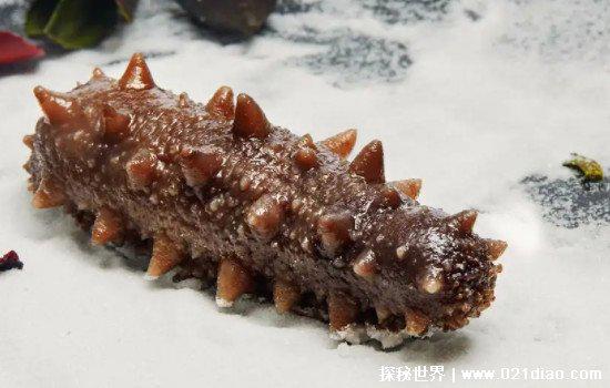 世界上谁的心脏最多，蚯蚓有五个心脏(章鱼也有三个心脏)