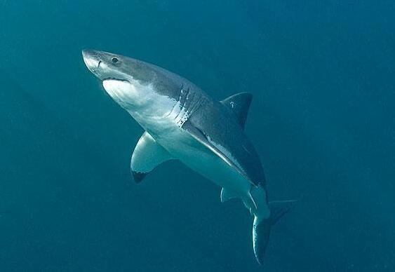 世界上最大的鱼排行，鲸鲨最大(长12米/重21吨)