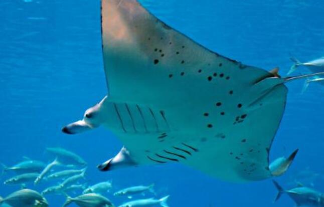 世界上最大的鱼排行，鲸鲨最大(长12米/重21吨)