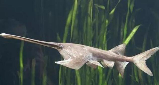 世界上最大的鱼排行，鲸鲨最大(长12米/重21吨)