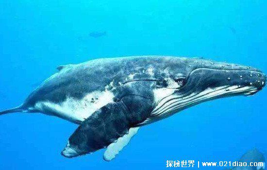 鲸鱼尸体为什么会爆炸,体内食物腐烂产生甲烷等易燃易爆气体