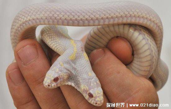 一亿个头的蛇长什么样子真实存在吗，不存在(但是有两头蛇)