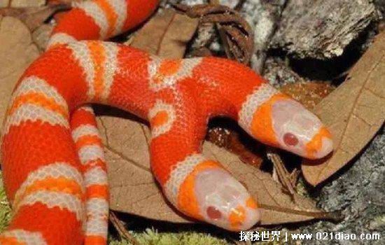 一亿个头的蛇长什么样子真实存在吗，不存在(但是有两头蛇)