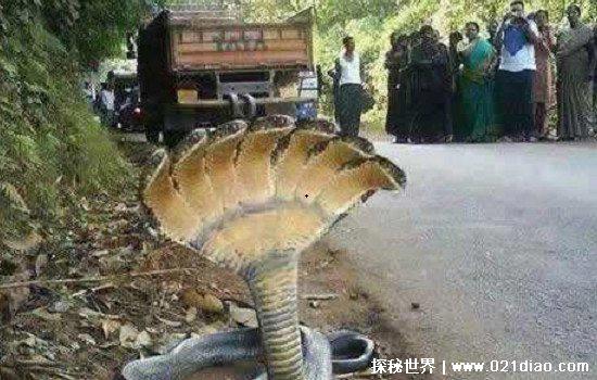 一亿个头的蛇长什么样子真实存在吗，不存在(但是有两头蛇)