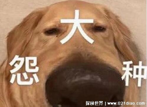 怨种是什么意思梗，做了傻事的人(经常用作自嘲自黑)