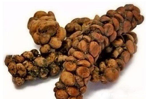 日本金粒餐是真的吗，用少女屎为原料制作的食物(是谣言)