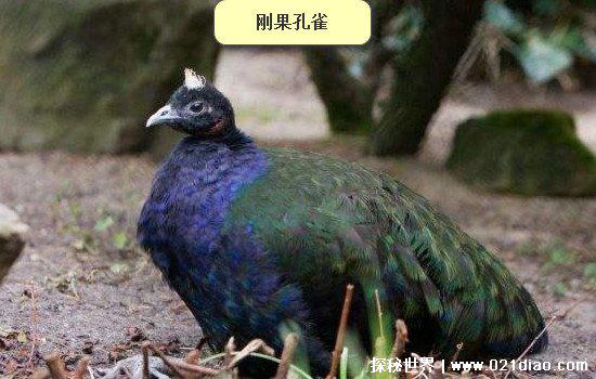 世界上最恐怖的孔雀，孔雀蜘蛛(长得像孔雀却有含剧毒)