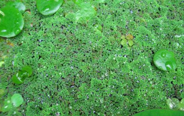 世界上最小的花是什么花，只有2毫米的无根萍(肉眼根本看不见)