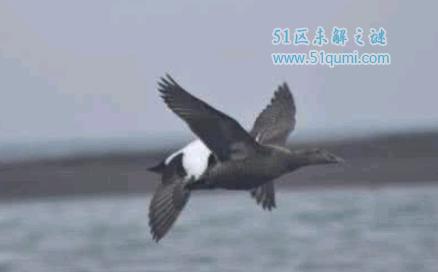 世界上最罕见的鸟:四翼鸟 四翼鸟长什么样子?