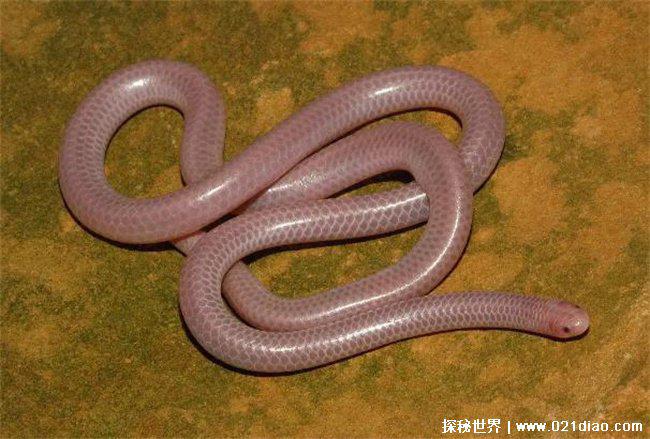 十大最罕见的蛇，珍稀变异种蓝血蛇(变异蛇)