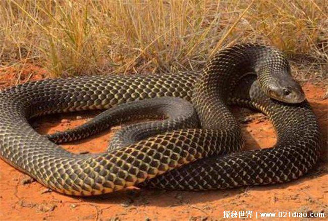 十大最罕见的蛇，珍稀变异种蓝血蛇(变异蛇)