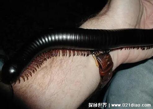 死亡之虫真实存在吗，蒙古沙漠的巨型毒虫(只是传言)