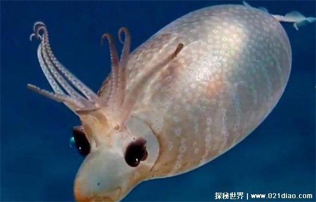 眼睛下方会发橙光的章鱼 小猪章鱼(海洋生物)