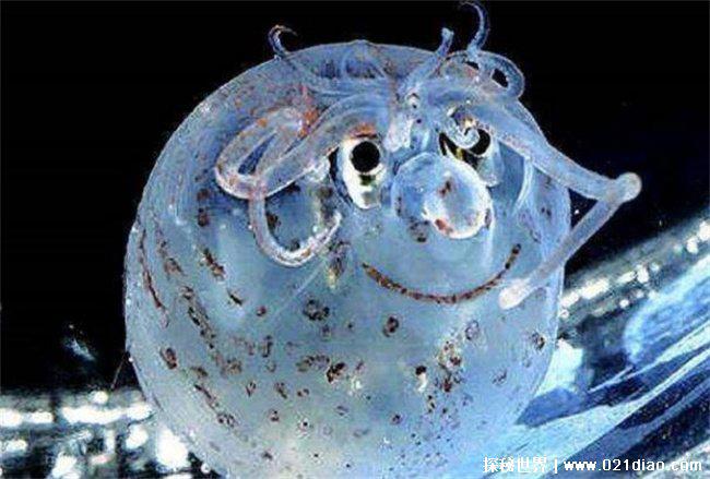 眼睛下方会发橙光的章鱼 小猪章鱼(海洋生物)