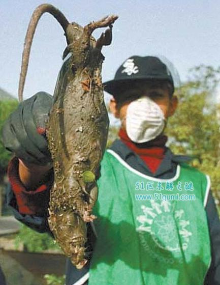 伊朗巨鼠体型比猫还要大 因核辐射变异是真的吗?