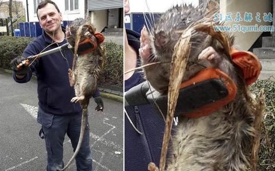 伊朗巨鼠体型比猫还要大 因核辐射变异是真的吗?