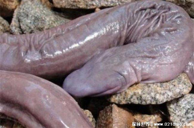 世界上最大最恶心的蛇，盲蛇 (来自巴西)